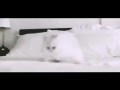 Смешное видео про котов
