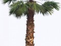 washingtoniafil02L_yapfiles