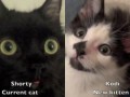 Как познакомить двух котов