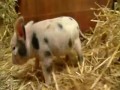 Adorable miniature pigs start new pet craze