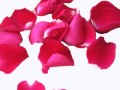 a-rose_petals-2