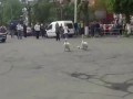 г Тульчин: переводят лебедят через город