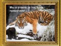тигр в печ р орн