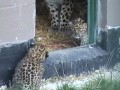 Амурские леопарды