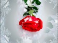 Коллаж от tane4ki 777 "Снег на розах"