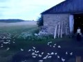 Russian man orders ducks to attention, marches them into barn!