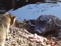 Голодный кот против крокодила!