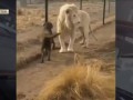 Лев поцеловал лапу собаке реальная съемка момента