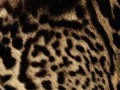 animal-texture_086