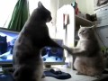 Два кота играют в ладушки