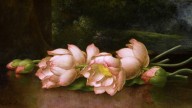 Джонсон Хед. Лотосы. Холст, масло. 42,9х91,4. 1885-1900. Художес?