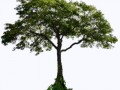 trevsp5