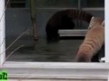 Red Panda Scared to Death