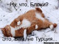 getImage (16)