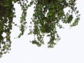 Ivy0062_6_L (1)