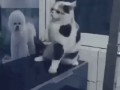 твой кот боксер