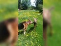 A german shepherd named Leo makes unlikely friend in baby moose
