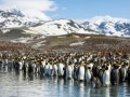 Планета пингвинов