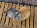 Сердечные коты 3