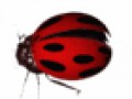 коровка (5)