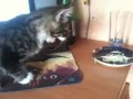 Котёнок ест квашеную капусту