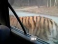 Тигр на трассе