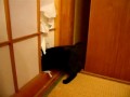 Кот роется в шкафу