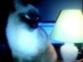 кот с лампой