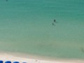 Акула на пляже