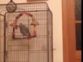 Попугай кроет матом