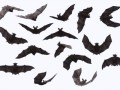 bat_PNG32-min