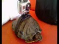 Черепаха с камерой на панцире
