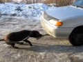 Собака тащит машину