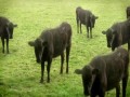 Cows & cows & cows (by cyriak)