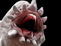 червь под микроскопом