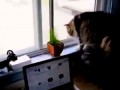 Эмоциональная разборка котов через окно
