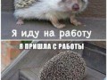 959007647