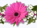 _8_arnusha