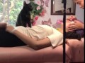 котик массаж
