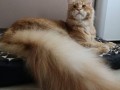 хвост