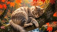 1 Кот-осенний