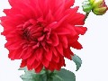 Dahlia-Flower-PNG-image