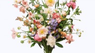 elegant spring flower b