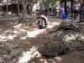 Потрахушки черепах