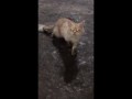 Кот примерз к дороге