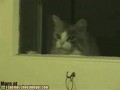 Умный кот стучится в дверь