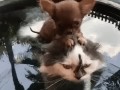 кота была собака-он её любил