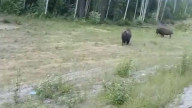 Pit bull attacks a bison and quickly find out