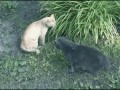 Драка котов [Cat Fight]
