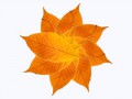 Осенний лист Футаж